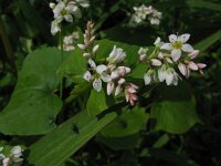 Fagopyrum esculentum, Common Buckwheat