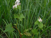 Fagopyrum esculentum 10, Boekweit, Saxifraga-Ed Stikvoort