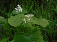 Fagopyrum esculentum 12, Boekweit, Saxifraga-Ed Stikvoort