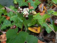 Fagopyrum esculentum 13, Boekweit, Saxifraga-Ed Stikvoort