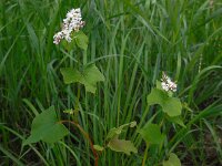 Fagopyrum esculentum 14, Boekweit, Saxifraga-Ed Stikvoort