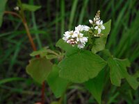 Fagopyrum esculentum 15, Boekweit, Saxifraga-Ed Stikvoort