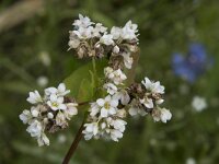 Fagopyrum esculentum 16, Boekweit, Saxifraga-Willem van Kruijsbergen