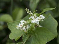 Fagopyrum esculentum 17, Boekweit, Saxifraga-Willem van Kruijsbergen