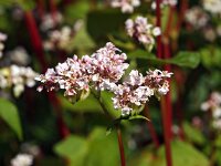 Fagopyrum esculentum 2, Boekweit, Saxifraga-Hans Dekker