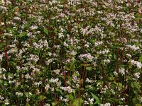 Fagopyrum esculentum 6, Boekweit, Saxifraga-Hans Dekker