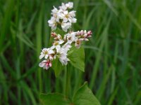 Fagopyrum esculentum 9, Boekweit, Saxifraga-Ed Stikvoort