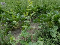 Fagopyrum tataricum 10, Franse boekweit, Saxifraga-Ed Stikvoort : Franse boekweit Nieuwvliet-Bad A900