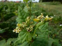 Fagopyrum tataricum 11, Franse boekweit, Saxifraga-Ed Stikvoort : Franse boekweit Nieuwvliet-Bad s9900