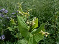 Fagopyrum tataricum 14, Franse boekweit, Saxifraga-Ed Stikvoort : Franse boekweit Nieuwvliet-Bad A900