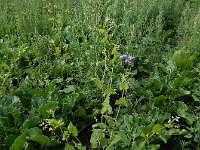 Fagopyrum tataricum 16, Franse boekweit, Saxifraga-Ed Stikvoort : Franse boekweit Nieuwvliet-Bad A900