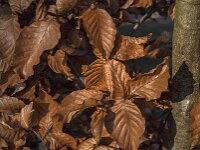 Fagus sylvatica 103, Beuk, Saxifraga-Jan van der Straaten