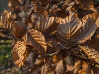 Fagus sylvatica 105, Beuk, Saxifraga-Jan van der Straaten