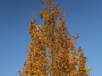 Fagus sylvatica 55, Beuk, Saxifraga-Roel Meijer  Fagus sp. : Autumn, Change, Fall, Transistoriness