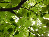 Fagus sylvatica 98, Beuk, Saxifraga-Ed Stikvoort