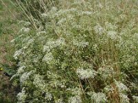 Falcaria vulgaris 2, Sikkelkruid, Saxifraga-Jasenka Topic