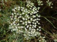 Falcaria vulgaris 3, Sikkelkruid, Saxifraga-Jasenka Topic