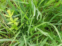 Falcaria vulgaris 4, Sikkelkruid, Saxifraga-Rutger Barendse