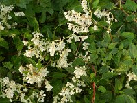 Fallopia baldschuanica 11, Chinese bruidssluier, Saxifraga-Hans Boll