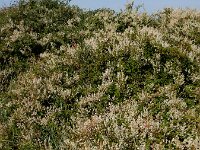 Fallopia baldschuanica 2, Chinese bruidssluier, Saxifraga-Ed Stikvoort