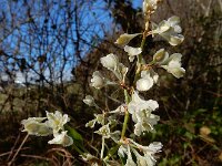 Fallopia baldschuanica 3, Chinese bruidssluier, Saxifraga-Ed Stikvoort