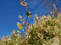 Fallopia baldschuanica 8, Chinese bruidssluier, Saxifraga-Ed Stikvoort
