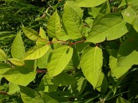 Fallopia japonica, Japanese Knotweed
