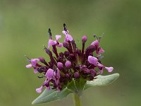 Fedia cornucopiae 5, Saxifraga-Jan van der Straaten