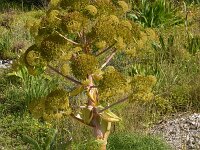Ferula communis 27, Saxifraga-Harry Jans