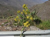 Ferula communis 31, Saxifraga-Michiel Drok