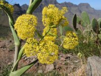 Ferula communis 32, Saxifraga-Michiel Drok