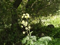 Ferula linkii