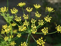 Ferulago campestris 1, Saxifraga-Jan van der Straaten