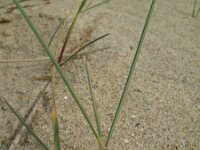 Festuca arenaria 4, Duinzwenkgras, Saxifraga-Hans Boll