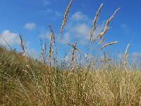 Festuca arenaria 6, Duinzwenkgras, Saxifraga-Ed Stikvoort : wild kattenkruid Nieuwvliet-Bad s9900