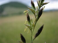 Festuca pratensis 1, Beemdlangbloem, Saxifraga-Jasenka Topic
