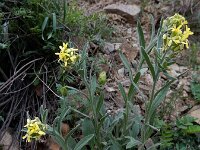 Fibigia clypeata