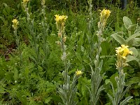 Fibigia clypeata 10, Romeinse schildjes, Saxifraga-Ed Stikvoort : Elati - Vytina - Lagkadia