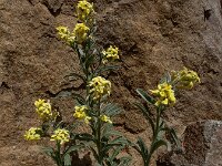 Fibigia clypeata 3, Romeinse schildjes, Saxifraga-Ed Stikvoort : Kapan - Mehgri A900