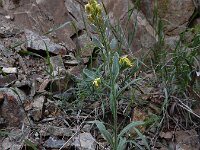 Fibigia clypeata 9, Romeinse schildjes, Saxifraga-Ed Stikvoort : Kapan - Mehgri s9900