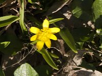 Ficaria verna 100, Speenkruid, Saxifraga-Jan van der Straaten