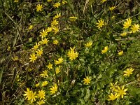 Ficaria verna 53, Speenkruid, Saxifraga-Jan van der Straaten