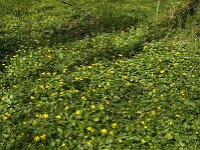 Ficaria verna 54, Speenkruid, Saxifraga-Jan van der Straaten