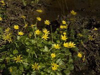 Ficaria verna 56, Speenkruid, Saxifraga-Jan van der Straaten