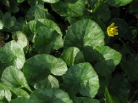 Ficaria verna 65, Speenkruid, Saxifraga-Rutger Barendse