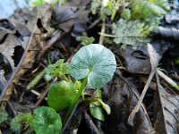 Ficaria verna 66, Speenkruid, Saxifraga-Rutger Barendse