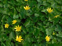 Ficaria verna 70, Speenkruid, Saxifraga-Ed Stikvoort