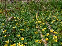 Ficaria verna 72, Speenkruid, Saxifraga-Ed Stikvoort