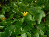 Ficaria verna 73, Speenkruid, Saxifraga-Ed Stikvoort