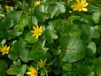 Ficaria verna 75, Speenkruid, Saxifraga-Ed Stikvoort